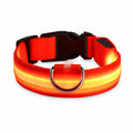 LED-halsband för hund i orange som lyser, med svart spänne och D-ring i metall