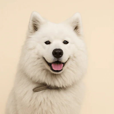 Hundar