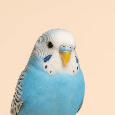 Fågel